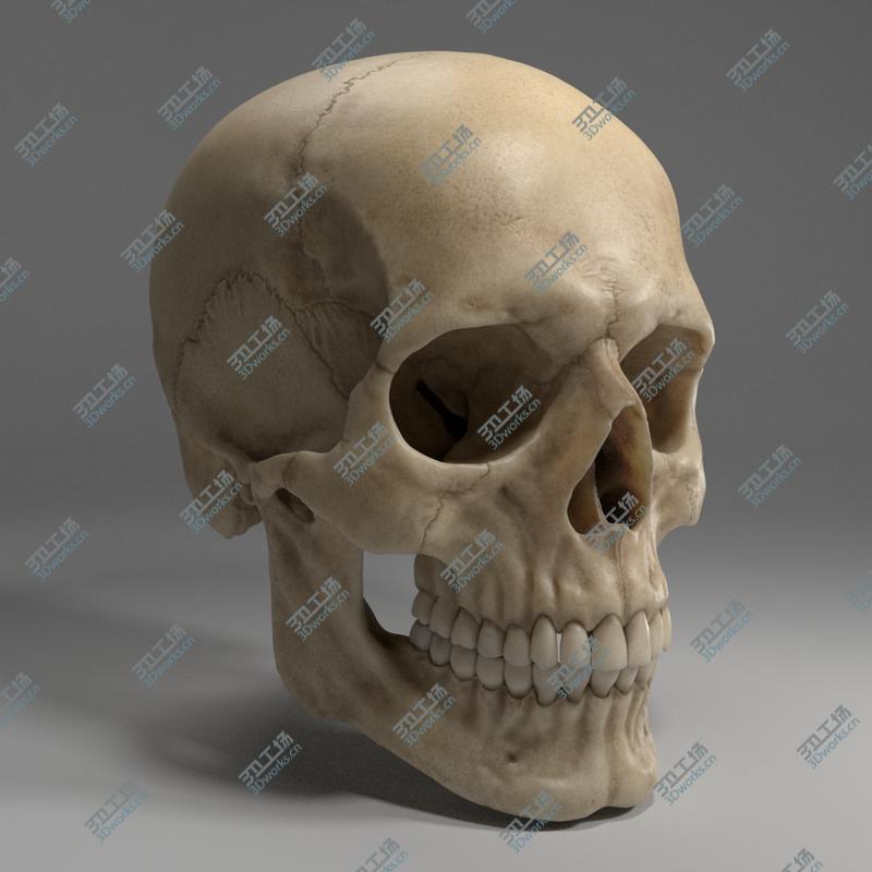 images/goods_img/202104021/3D Realistic Human Skull model/5.jpg